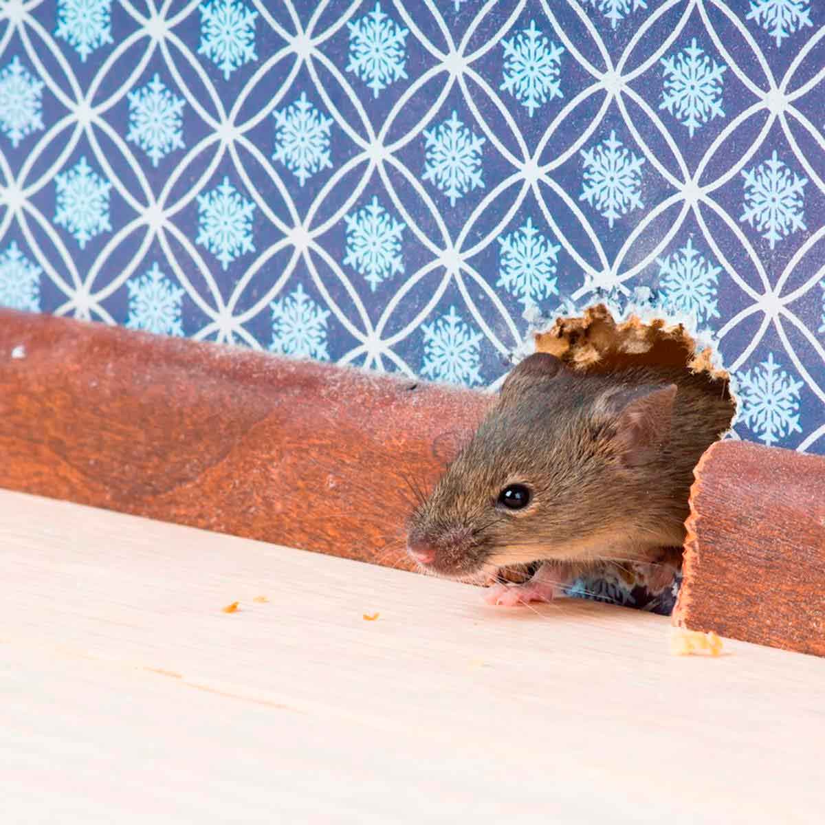 Средство от мышей на даче